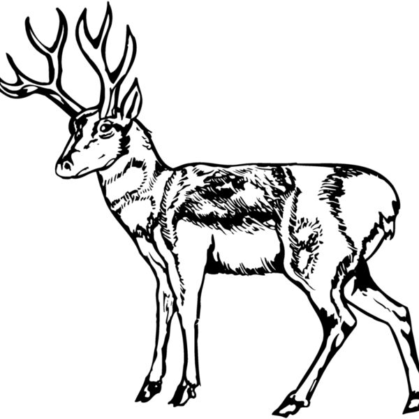 DEER025 Thumbnail